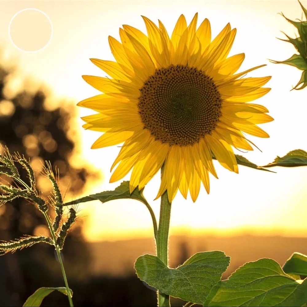 Sunflower🌻 not for sale🤩